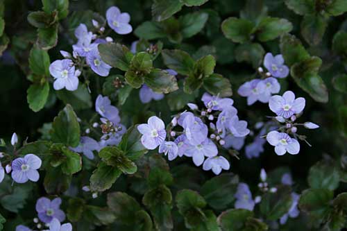 Veronica 'Waterperry Blue'