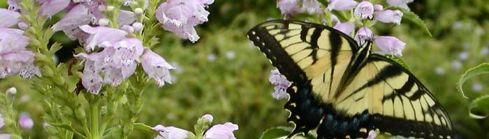 Physostegia virginiana 'Rosea'