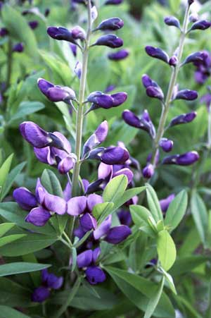 Baptisia X 'Purple Smoke'