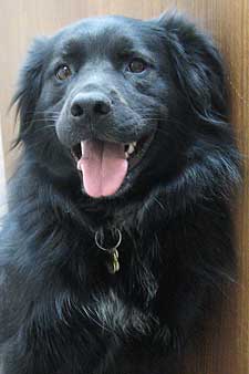 Cola, our official "greeter"...