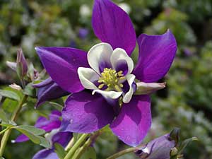 Aquilegia sp.
