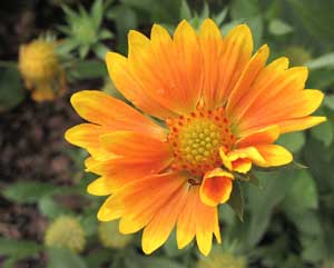 Gaillardia 'Oranges and Lemons'
