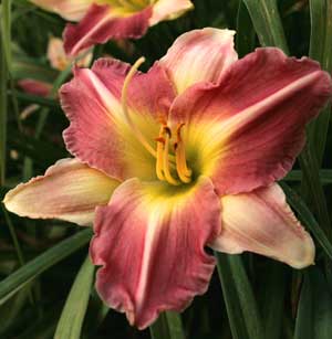Hemerocallis sp.